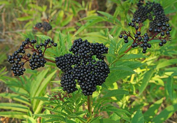 Бъзак (Sambucus ebulus)