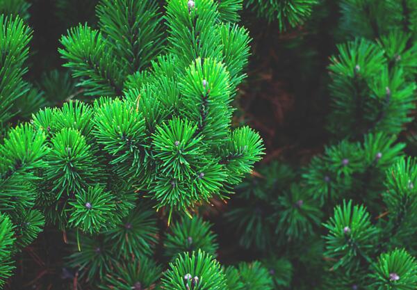 Бял Бор (Pinus sylvestris)