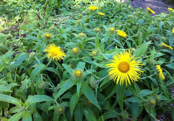 Бял оман (Inula helenium)