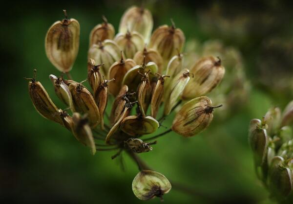 Анасон (Pimpinella Anisum L.)