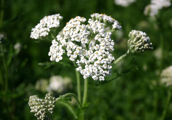 Бял равнец (Achillea millefolium)