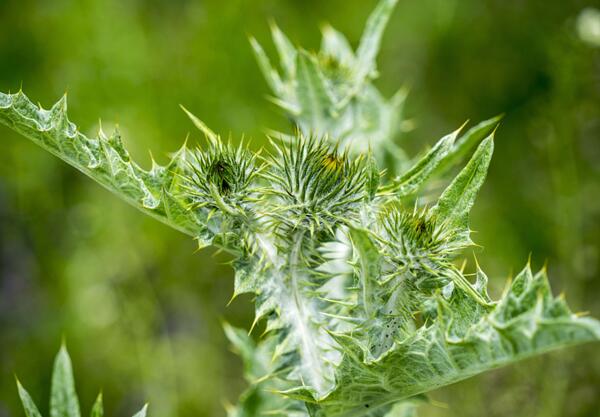 Бял трън (Silybum marianum)