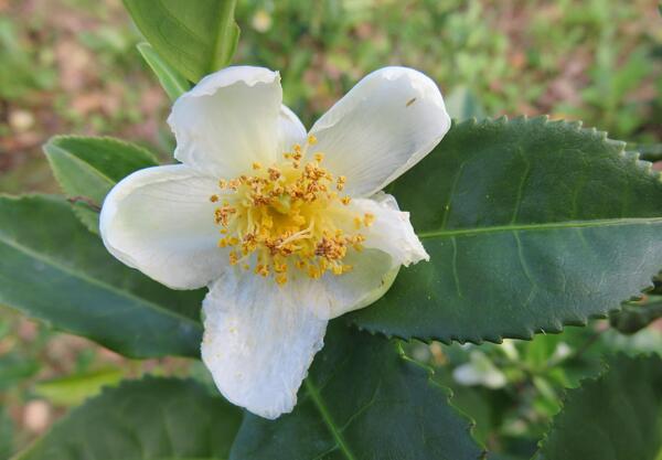 Бял чай (Camellia sinensis)