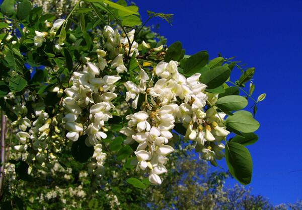 Бяла акация (Robinia pseudoacacia L.)