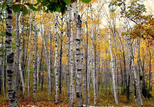 Бяла бреза (Betula pendula, B.alba)