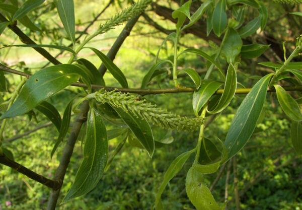 Бяла върба (Salix alba)