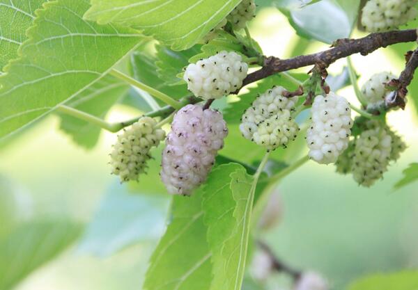 Бяла черница (Morus alba)