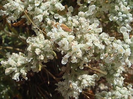 Бяло подъбиче (Teucrium polium)