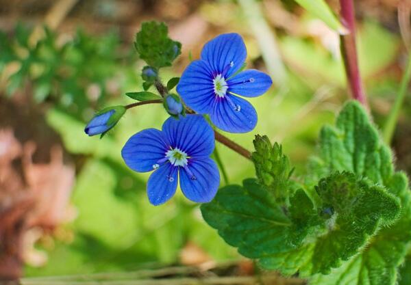 Великденче (Veronica officinalis)