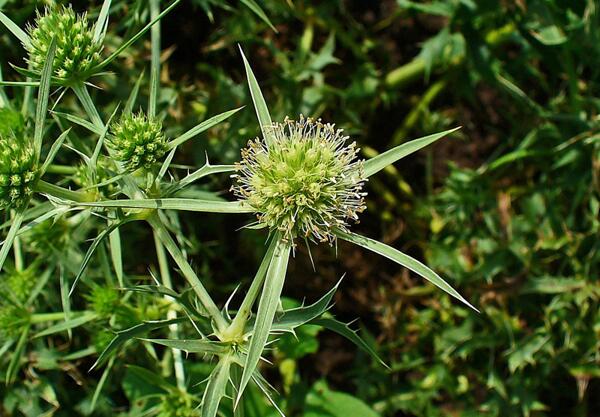 Ветрогон (Eryngium campestre)