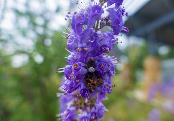 Витекс (Vitex agnus castus)