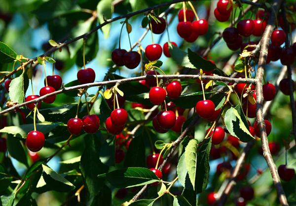 Вишна (Cerasus vulgaris)