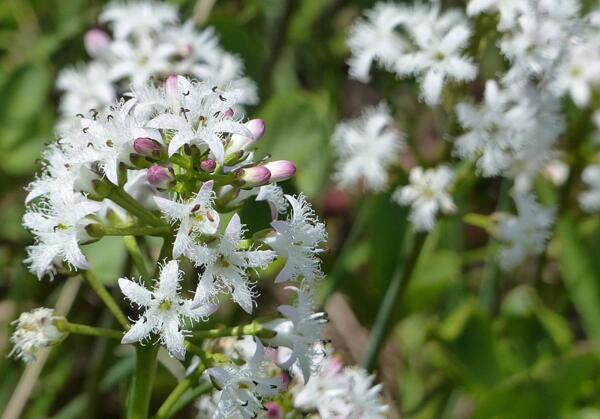 Водна детелина (Menyanthes trifoliata)