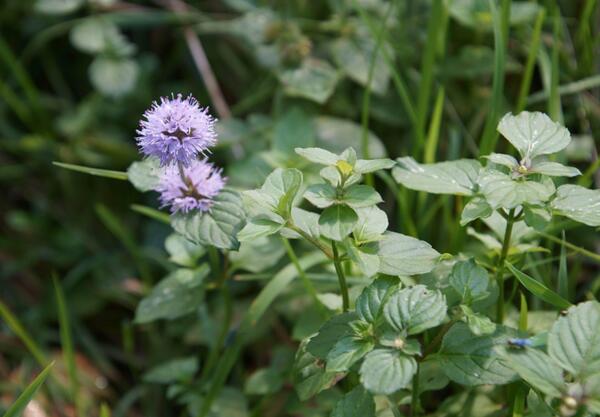 Водна мента (Mentha aquatica L.)