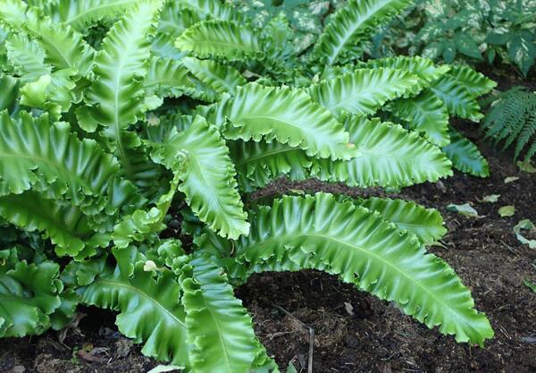 Волски език (Asplenium scolopendrium)