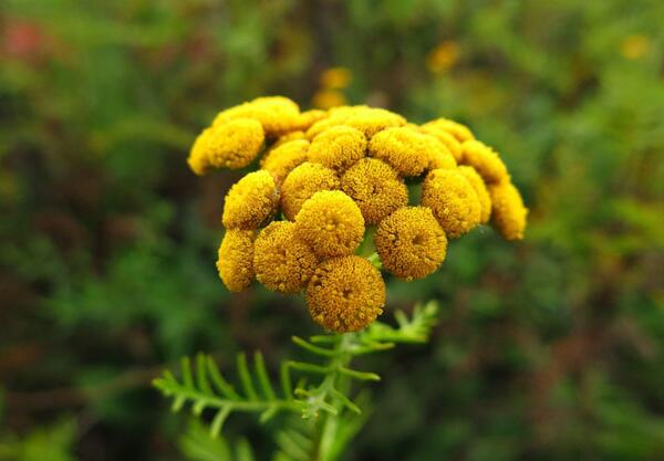 Вратига (Tanacetum vulgare)