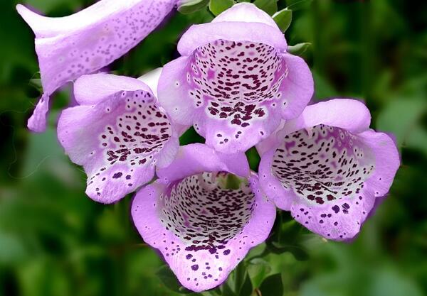 Вълнест напръстник (Digitalis lanata)