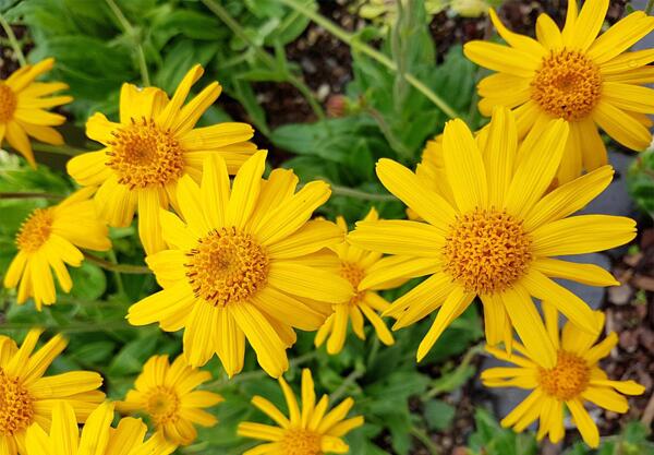 Арника (Arnica montana)