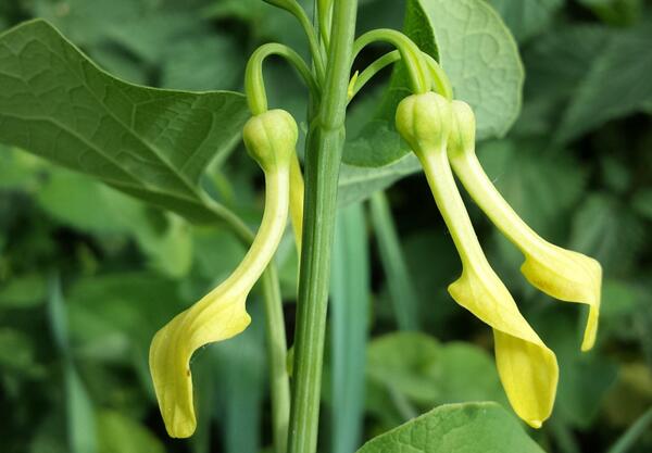 Вълча ябълка (Aristolochia clematitis L.)