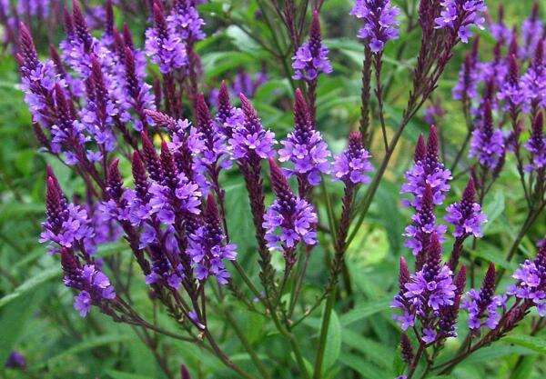 Върбинка (Verbena officinalis)