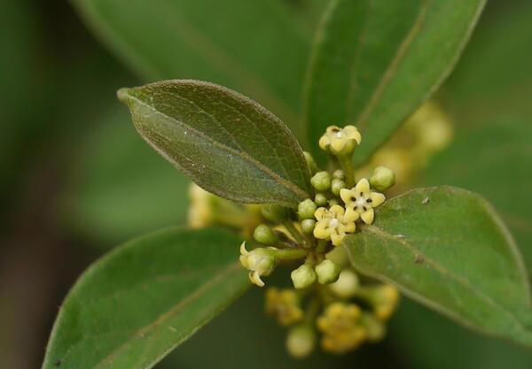 Гимнема (Gymnema sylvestre, Gurmar)