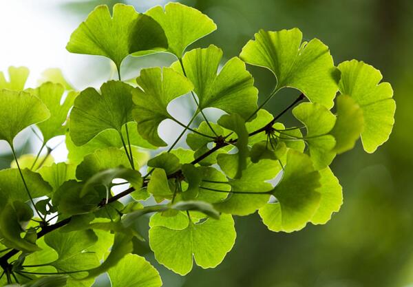 Гинко билоба (Ginkgo Biloba)