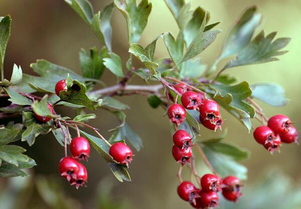 Глог (Crataegus monogyna)