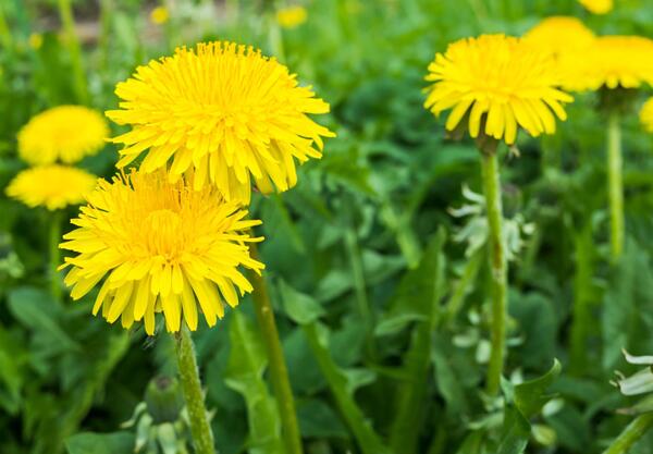 Глухарче (Taraxacum officinale)