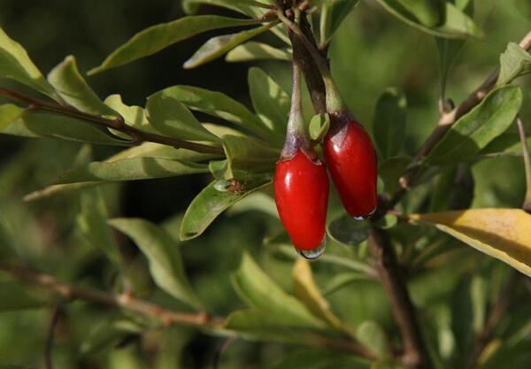 Годжи бери, лиций (Lycium Barbarum)