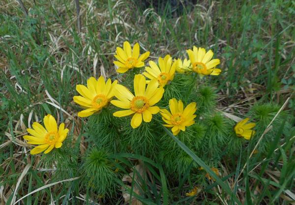 Горицвет (Adonis Vernalis)