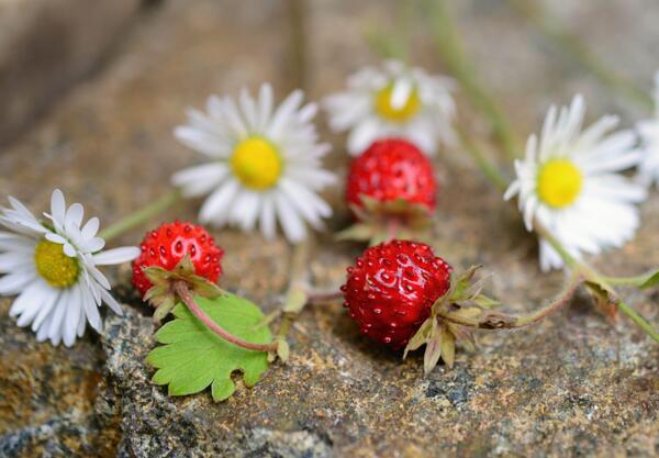 Горска ягода (Fragaria Vesca)