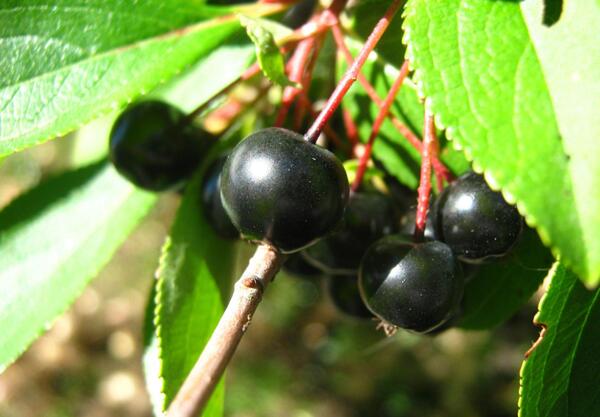 Арония (Aronia prunifolia)