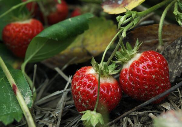 Градинска ягода (Fragaria ananassa)