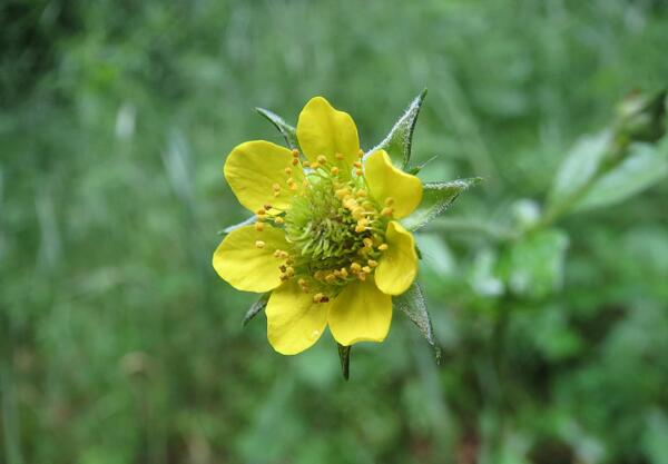 Градско омайниче, Зайча стъпка (Geum urbanum)