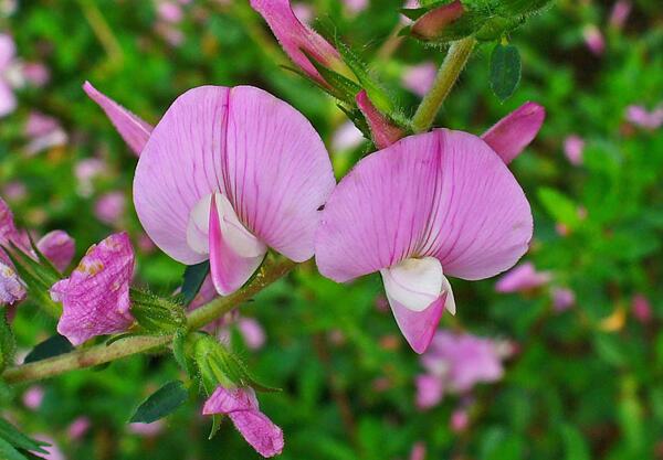 Гръмотрън (Ononis spinosa)