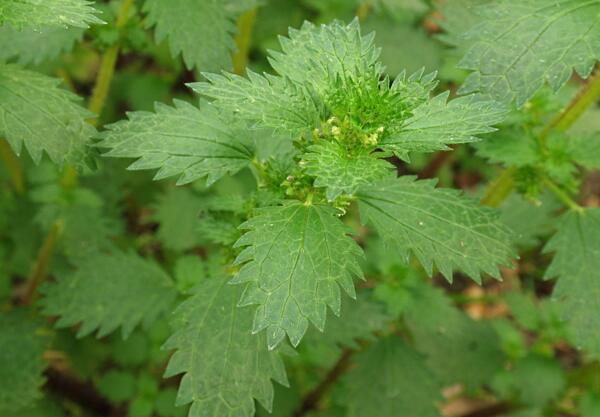 Гръцка коприва (Urtica Urens)