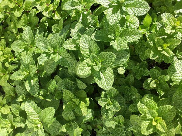 Джоджен (Mentha Spicata L.)