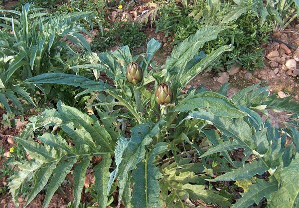 Артишок (Cynara scolymus)