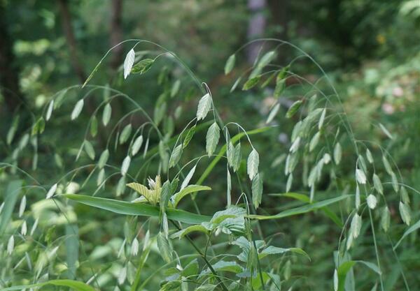 Див овес (Avena Sativa L.)