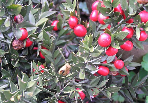 Див чемшир (Ruscus aculeatus L.)