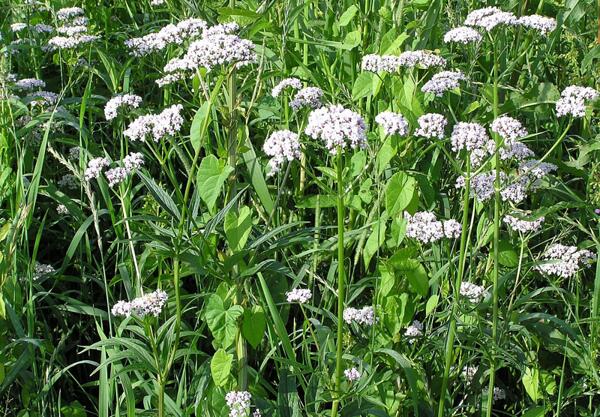 Дилянка, Валериана (Valeriana officinalis)