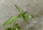 Дребноцветна върбовка (Epilobium parviflorum)