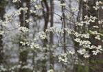 Дрян (Cornus mas)