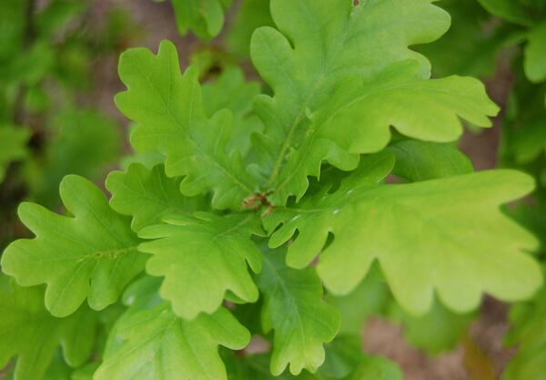 Дъб, Летен дъб (Quercus robur)