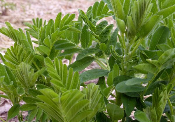 Астрагал (Astragalus membranaceus)