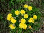 Глухарче (Taraxacum officinale) корен