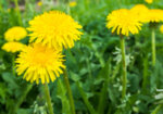 Глухарче (Taraxacum officinale) корен