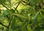 Бяла върба (Salix alba) кора
