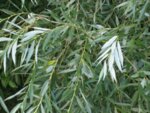 Бяла върба (Salix alba) кора