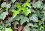 Бръшлян (Hedera helix) листа
